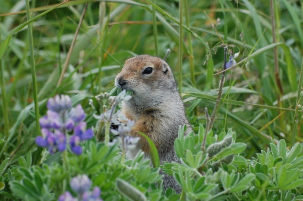 Arctic Ground Squirrel feeding on lupine seeds, Izembek National Wildlife Refuge, Alaska. Image courtesy of Kristine Sowl, USFWS.