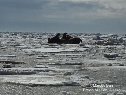 Walrus near Brevig Mission - view 1